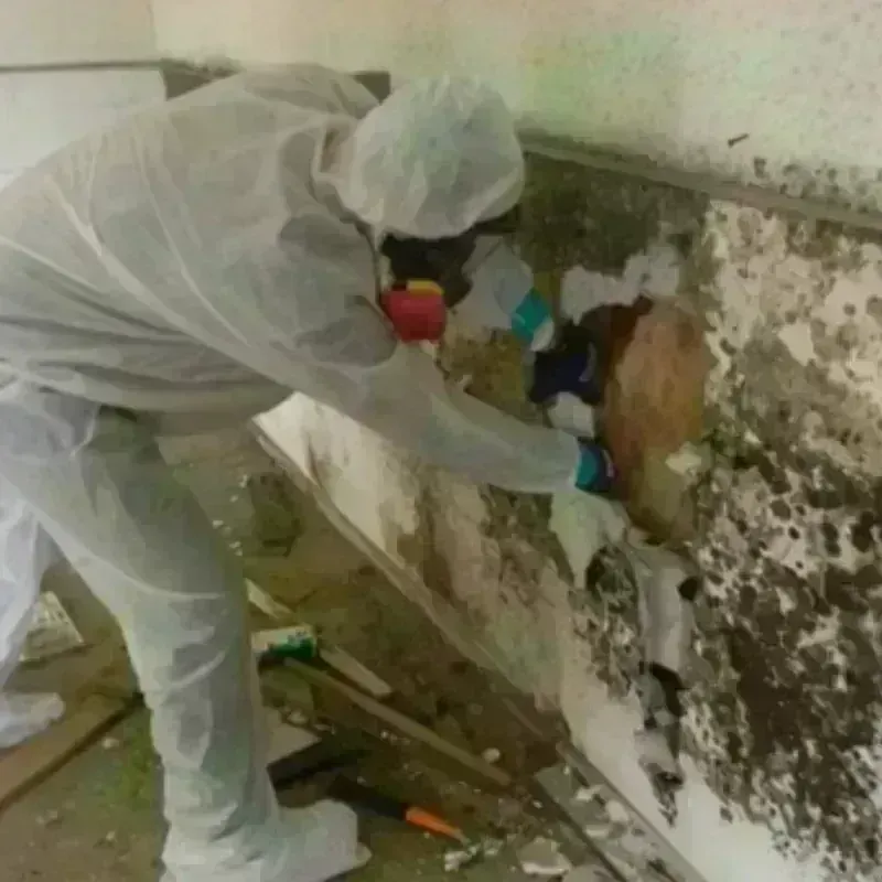 Mold Remediation and Removal in Rialto, CA